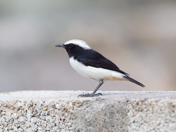 arabianwheatear