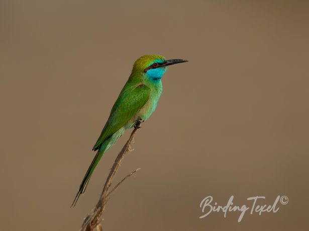 asiangreenbee eater