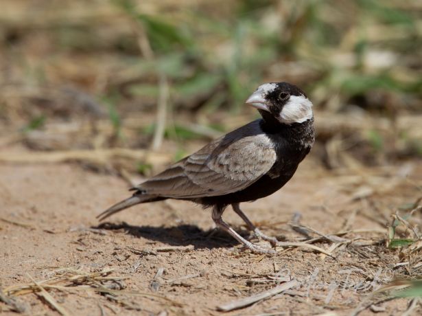 black crownedsparrow lark