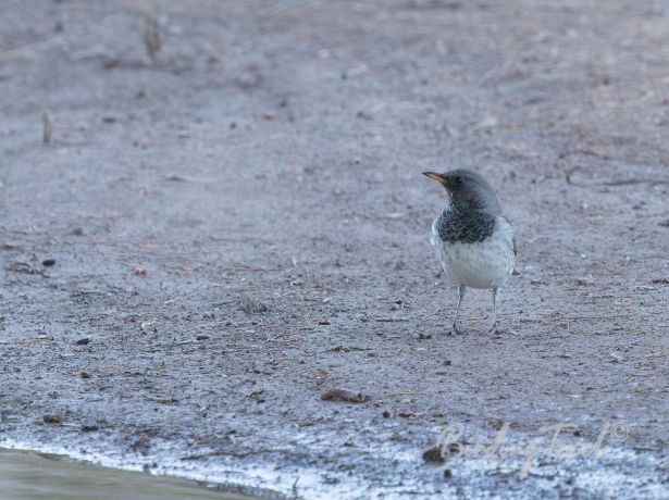 black throatedthrush