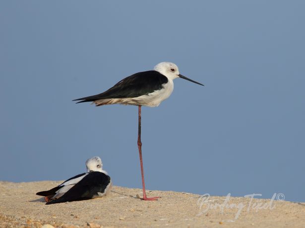 black wingedstilt