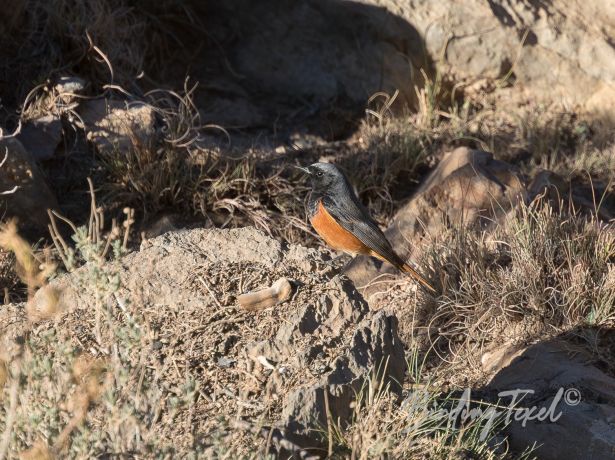 blackredstart