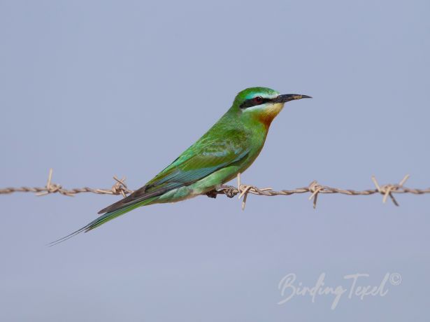 blue cheekedbee eater