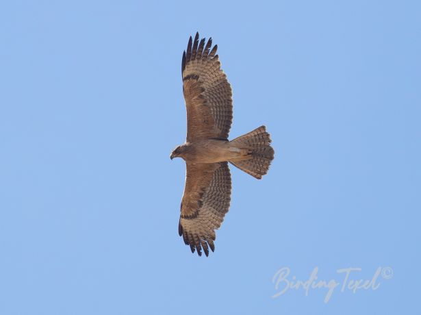 bonelli seagle