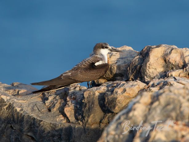 bridledtern