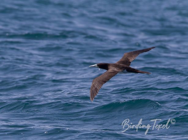 brownbooby