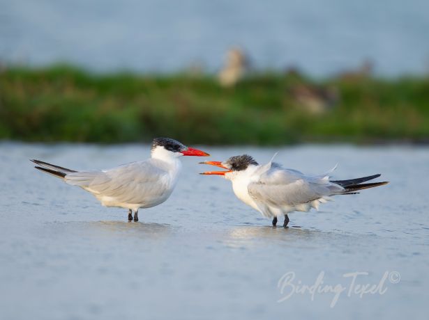 caspiantern