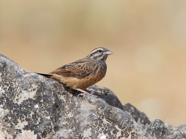 cinnamon breastedbunting