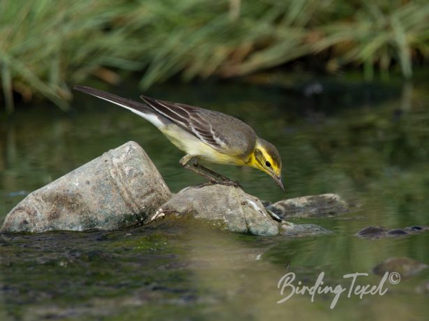 citrinewagtail