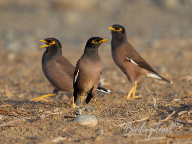 commonmyna