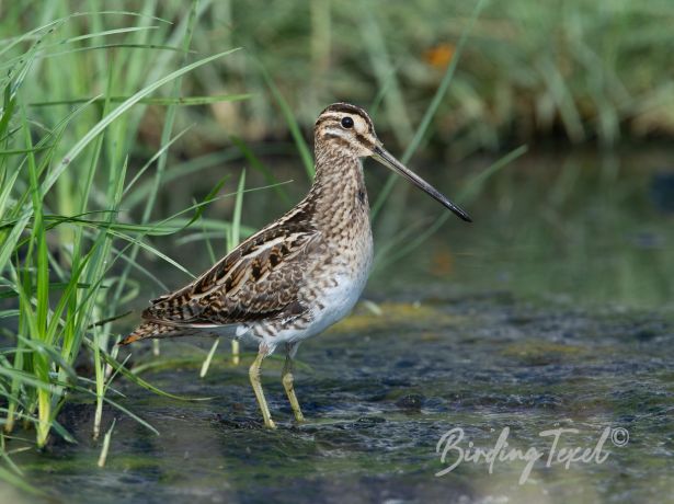 commonsnipe