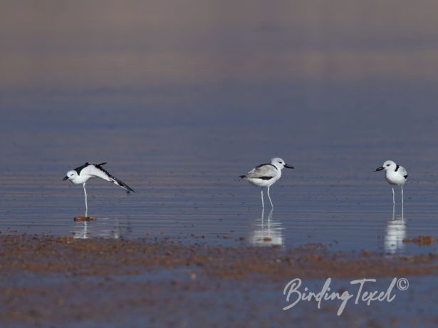 crab plover 04112014