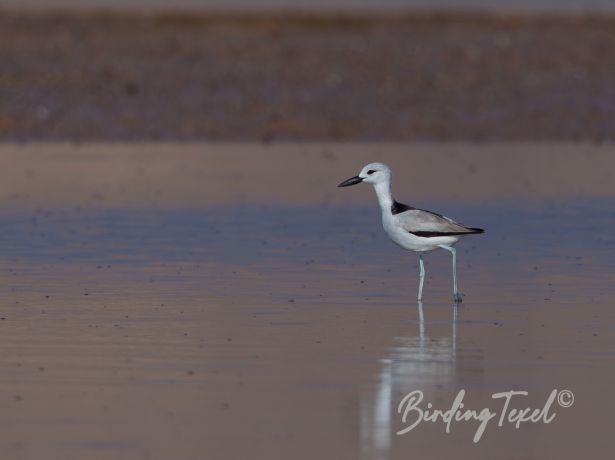 crab plover