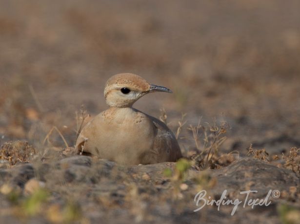 cream colouredcourser 10112014