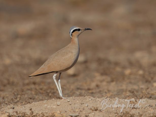 cream colouredcourser