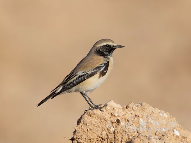 desertwheatear