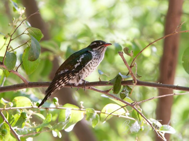 didericcuckoo