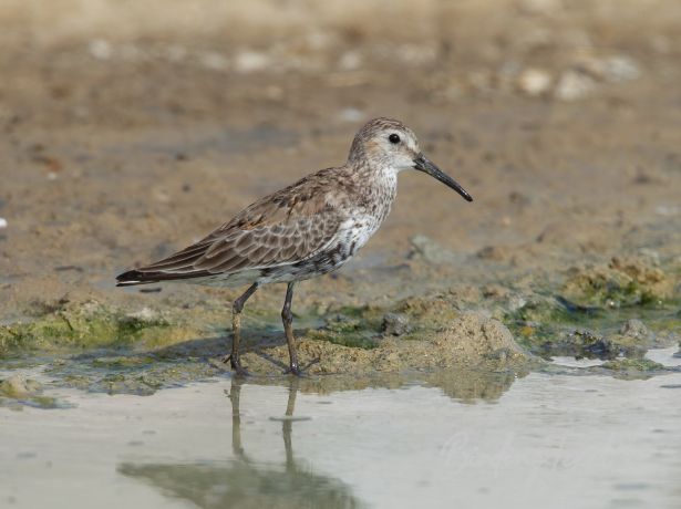 dunlin