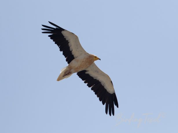 egyptianvulture