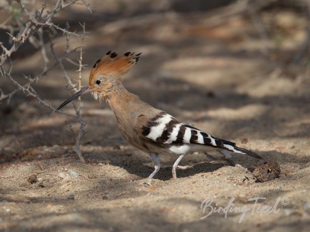 eurasianhoopoe