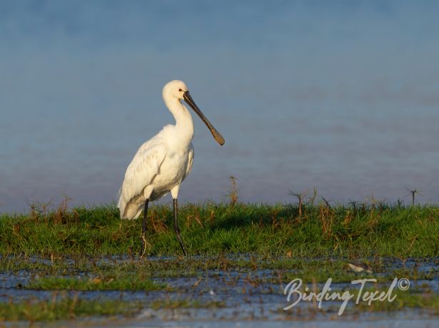 eurasianspoonbill