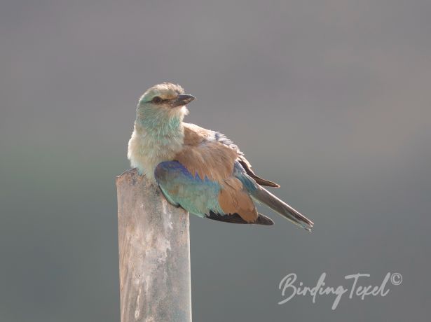 europeanroller