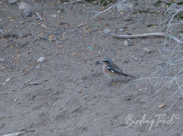 eversmann sredstart