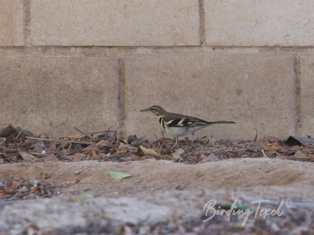 forestwagtail