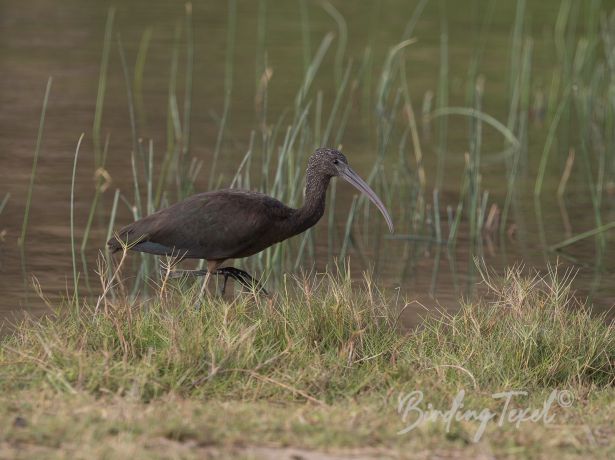 glossyibis