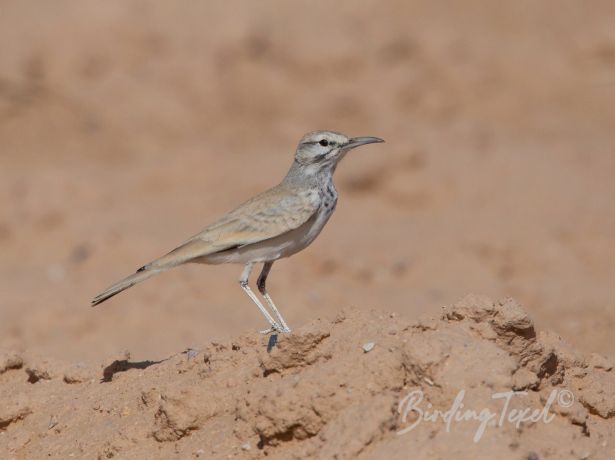 greaterhoopoelark