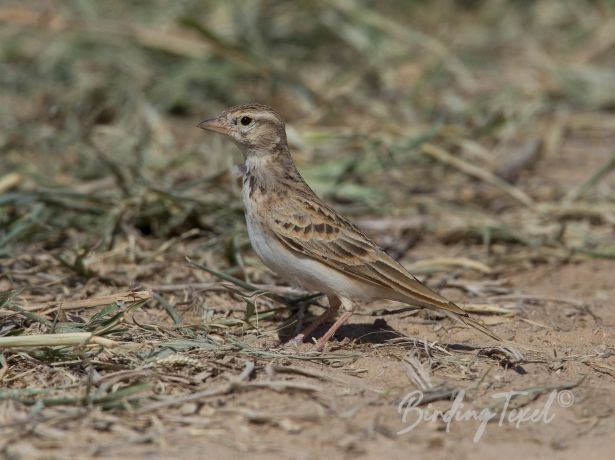 greatershort toedlark