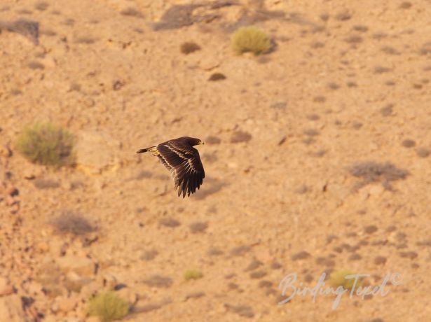 greaterspottedeagle