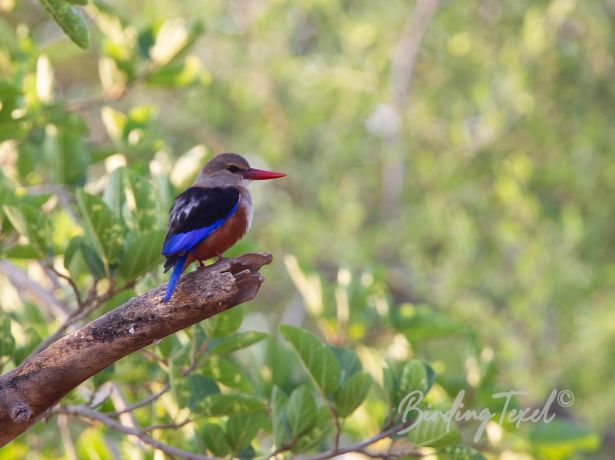 grey headedkingfisher