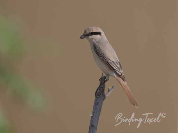 isabellineshrike