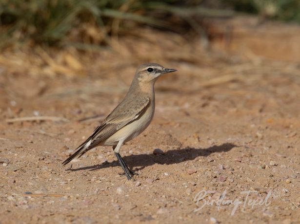 isabellinewheatear