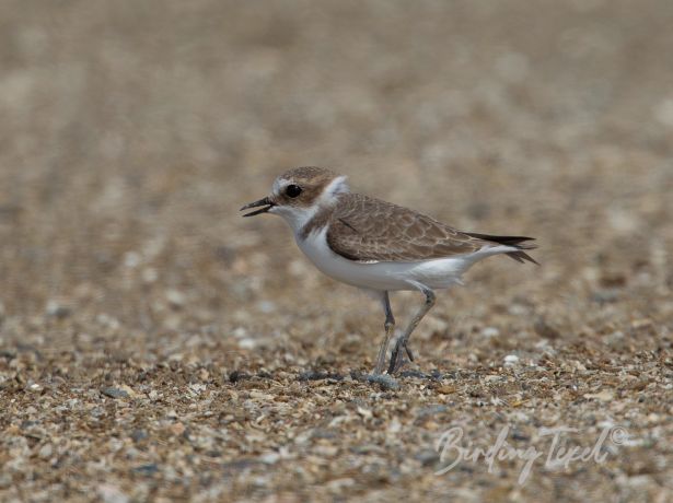 kentishplover