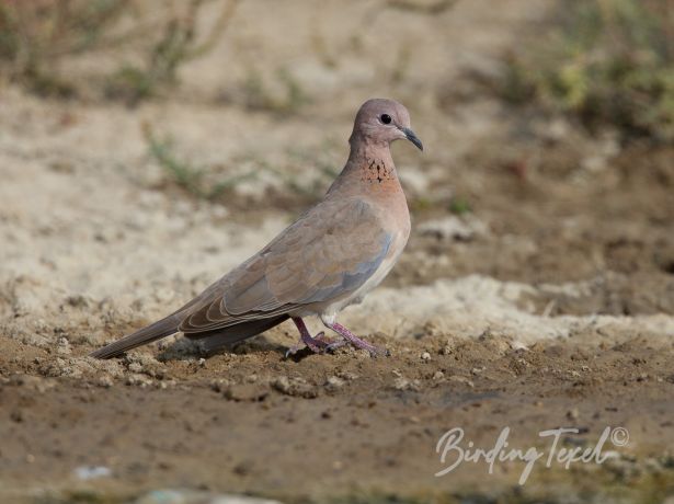 laughingdove