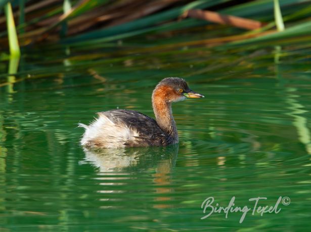 littlegrebe