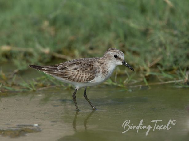 littlestint