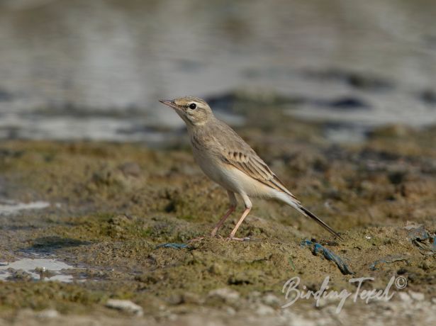 long billedpipit