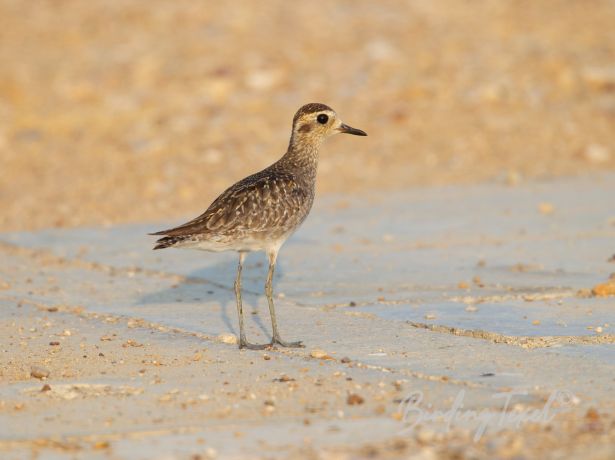 pacificgoldenplover