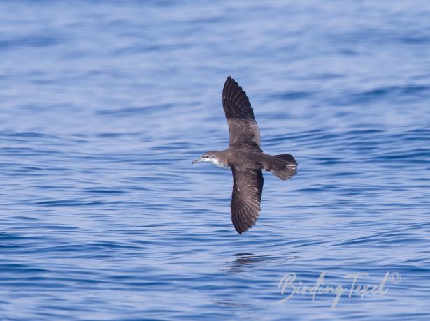 persianshearwater