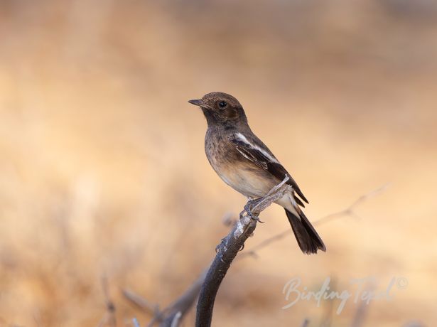 piedstonechat