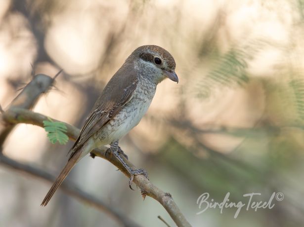 red backedshrike