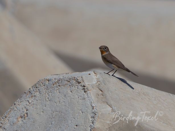 red breastedflycatcher