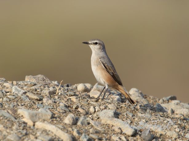 red tailedwheatear