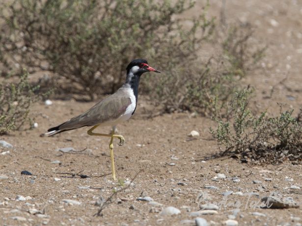 red wattledlapwing