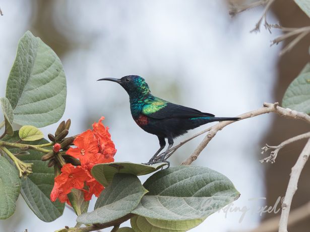 shiningsunbird