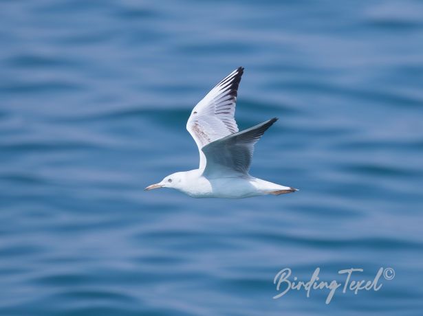 slenderbilledgull