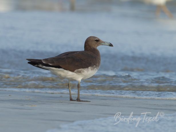 sootygull3112015